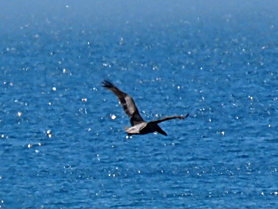 [With black-edged grey wings spread above its body, the long beak of this bird points toward the water as it scouts for its next meal.]